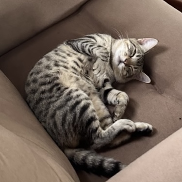 Imagem do paciente Tigre